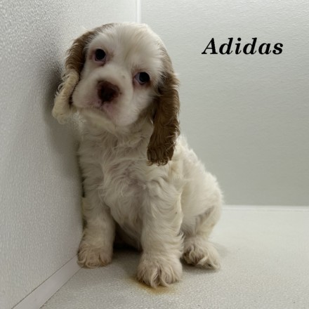 puppy, for, sale, Cocker Spaniel, Joe & Cherri  Overlease, dog, breeder, Miller, MO, dog-breeder, puppy-for-sale, forsale, nearby, find, puppyfind, locator, puppylocator, aca
